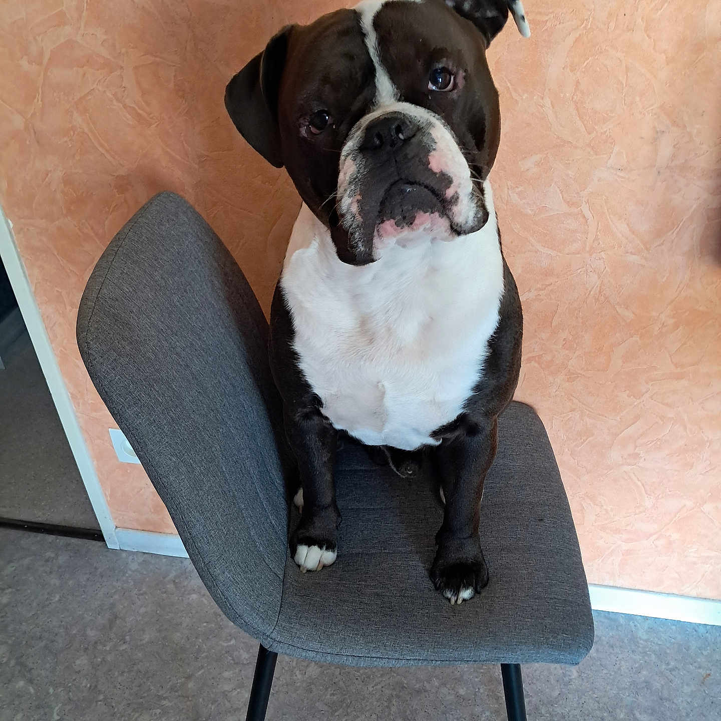 Florence Mesnil a rejoint le concours — aidez-le/la à gagner de superbes lots ! animal, black_and_white, canine, chair, curious, dog, domestic, ears, floor, four_legs, furniture, indoor, looking_up, one_animal, paws, pet, portrait, seated, snout, wall