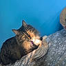 cat, tabby_cat, pet, indoor, bed, blanket, fluffy, fur, yellow_eyes, blue_wall, sunlight, feather_toy, relaxed, animal, cute, domestic_cat, feline, resting, soft_light, cozy