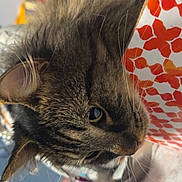 Spud is registered to the contest to win money with this photo: cat, tabby, fur, whiskers, close_up, indoor, patterned_object, curious, pet, animal, feline, face, ears, nose, eye, soft_light, cozy, home, background, domestic