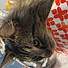 cat, tabby, fur, whiskers, close_up, indoor, patterned_object, curious, pet, animal, feline, face, ears, nose, eye, soft_light, cozy, home, background, domestic