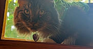 Spud is registered to the contest to win money with this photo: cat, window, costume, green, leafy, pet, feline, curious, indoor, wood, sunlight, nature, leaf, animal, tag, portrait, mammal, whiskers, face, eyes