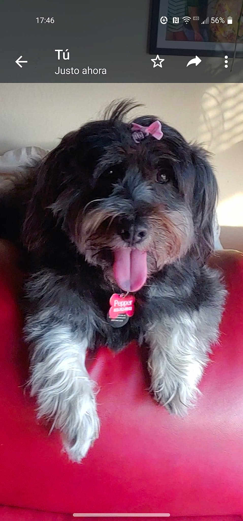 Pepper Diamond Quinones