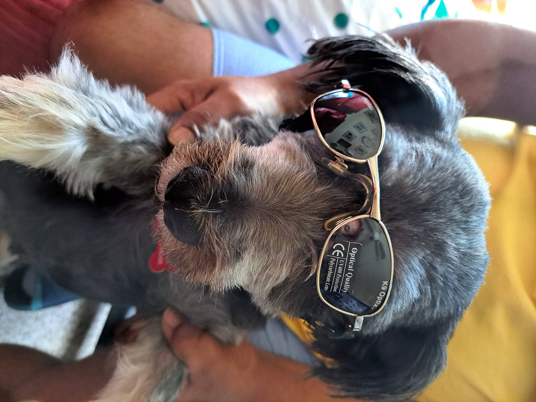 Pepper Diamond Quinones is registered to the contest to win money with this photo: canidae, carnivore, collar, companion_dog, dog, dog_breed, dog_collar, ear, eyewear, fawn, glasses, leash, liver, pet_supply, snout, sporting_group, sunglasses, vision_care, whiskers, working_animal