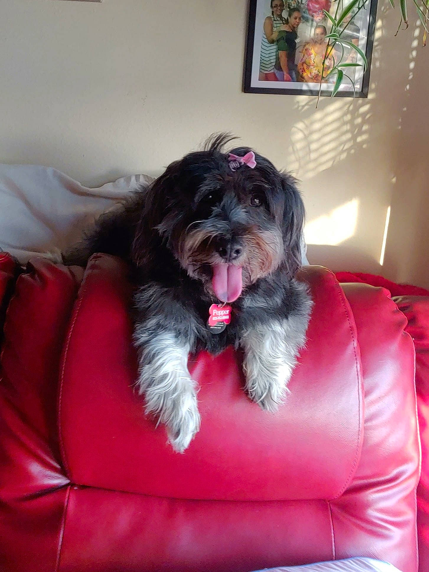 Pepper Diamond Quinones joined the competition — help win amazing prizes! canidae, carnivore, collar, comfort, companion_dog, couch, dog, dog_breed, dog_supply, fur, furniture, liver, magenta, picture_frame, sitting, small_terrier, sporting_group, terrier, toy_dog, water_dog