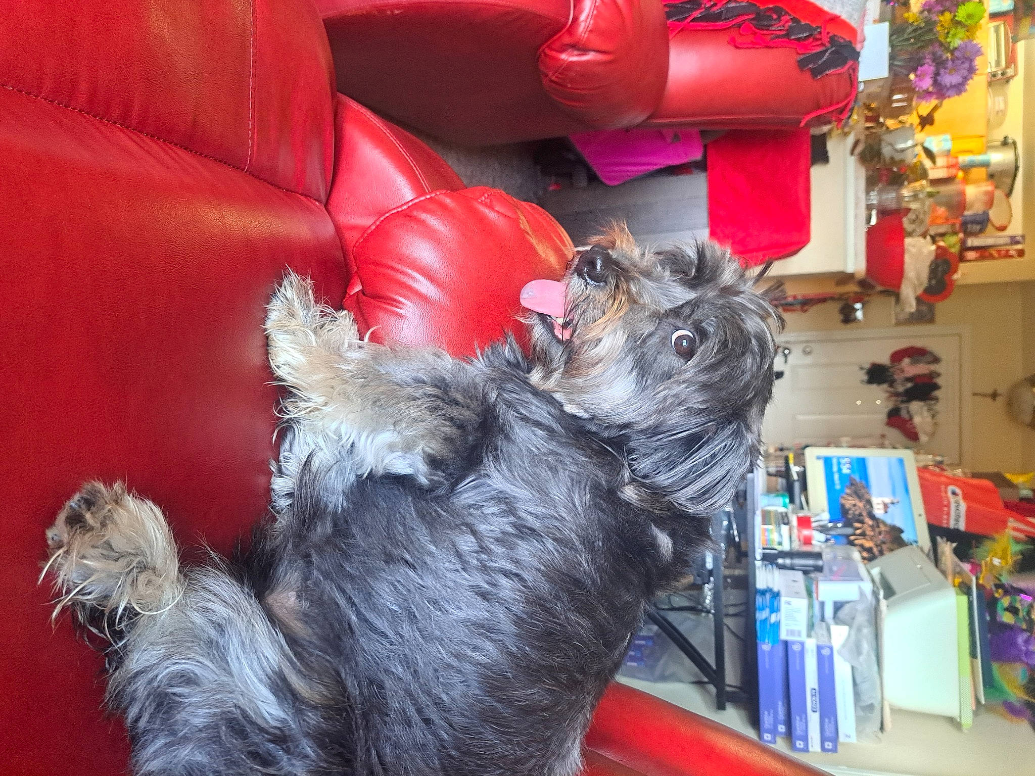 Pepper Diamond Quinones joined the competition — help win amazing prizes! canidae, carnivore, claw, comfort, companion_dog, couch, dog_breed, domestic_short_haired_cat, felidae, fur, room, shelf, small_terrier, small_to_medium_sized_cats, snout, sporting_group, tail, terrier, toy_dog, whiskers