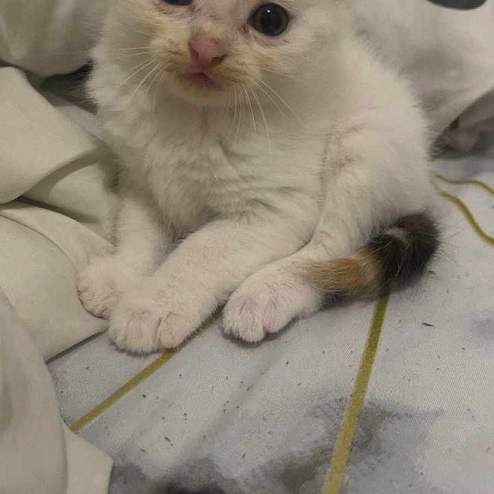 Chouquette