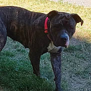 Abby is registered to the contest to win money with this photo: dog, brindle, collar, grass, outdoor, animal, pet, canine, walking, nature, sunlight, shadow, muzzle, ears, fur, four_legs, side_view, alert, daytime, ground