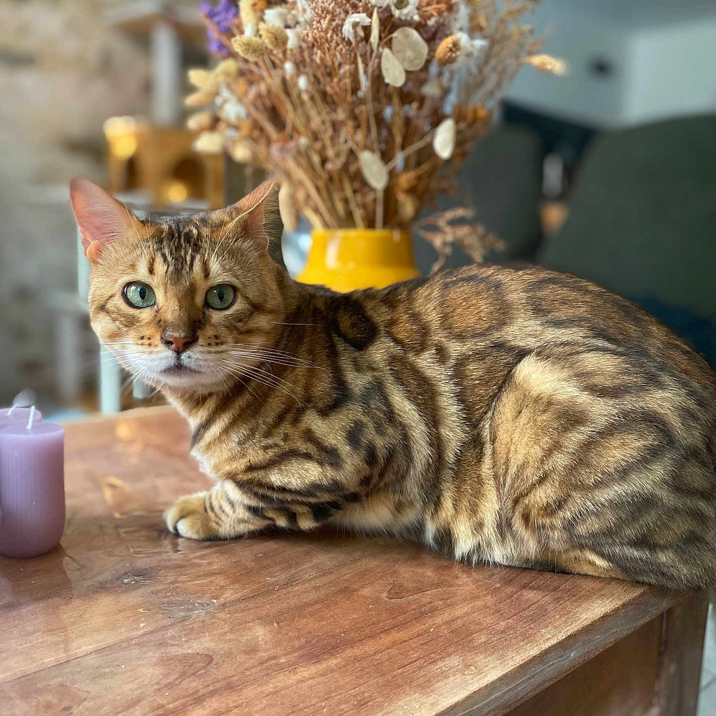 Marley participe au concours pour gagner de l'argent avec cette photo : animal, background_blur, bengal_cat, brown, cat, close_up, cozy, decor, domestic_cat, dried_flowers, furniture, green_eyes, indoor, patterned_fur, pet, relaxed, striped, tabletop, wooden_table, yellow_vase