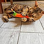 cat, tabby_cat, toy, carrot_toy, indoor, floor, tiled_floor, furniture, couch, playful, pet, animal, paws, whiskers, claws, brown, striped, closeup, relaxed, domestic_cat