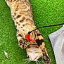 cat, grass, toy, feathers, paws, stretching, playful, pet, outdoor, greenery, whiskers, fur, spots, claws, closeup, relaxing, nature, animal, domestic_cat, fun