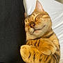 cat, bengal_cat, sleeping, cozy, fur, paw, striped, pet, animal, relaxed, cute, closeup, whiskers, indoor, resting, feline, adorable, soft, nap, domestic_cat