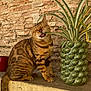 cat, plant, green_pot, brick_wall, tongue_out, striped_cat, domestic_cat, outdoor, mischievous, curious, sitting, leaf, feline, pet, cute, nature, yellow_wall, texture, animal, close_up