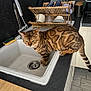 cat, bengal_cat, sink, kitchen, countertop, dish_rack, spoon, faucet, tile_floor, cup, glass, wooden_cutting_board, pet, indoor, curious, animal, feline, striped, domestic_cat, appliance