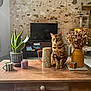Marley a rejoint le concours — aidez-le/la à gagner de superbes lots ! candle, cat, coffee_table, decor, dried_flowers, furniture, indoor, living_room, mug, pet, pitcher, plant, rubiks_cube, sitting, snake_plant, stone_wall, tabby_cat, television, vase, wooden_table