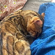 Marley a rejoint le concours — aidez-le/la à gagner de superbes lots ! cat, sleeping, jeans, blanket, pillow, floral_pattern, indoor, cozy, pet, fur, striped, resting, close_up, soft_texture, comfort, domestic, mammal, relaxation, animal, casual
