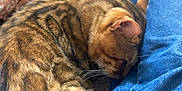 Marley a rejoint le concours — aidez-le/la à gagner de superbes lots ! animal, blanket, casual, cat, close_up, comfort, cozy, domestic, floral_pattern, fur, indoor, jeans, mammal, pet, pillow, relaxation, resting, sleeping, soft_texture, striped