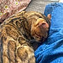 cat, sleeping, jeans, blanket, pillow, floral_pattern, indoor, cozy, pet, fur, striped, resting, close_up, soft_texture, comfort, domestic, mammal, relaxation, animal, casual