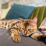 cat, bengal_cat, pet, feline, animal, green_eyes, relaxed, lounging, paws, soft_surface, cushions, indoor, closeup, striped_fur, whiskers, ears, sleepy, cozy, mammal, domestic_animal