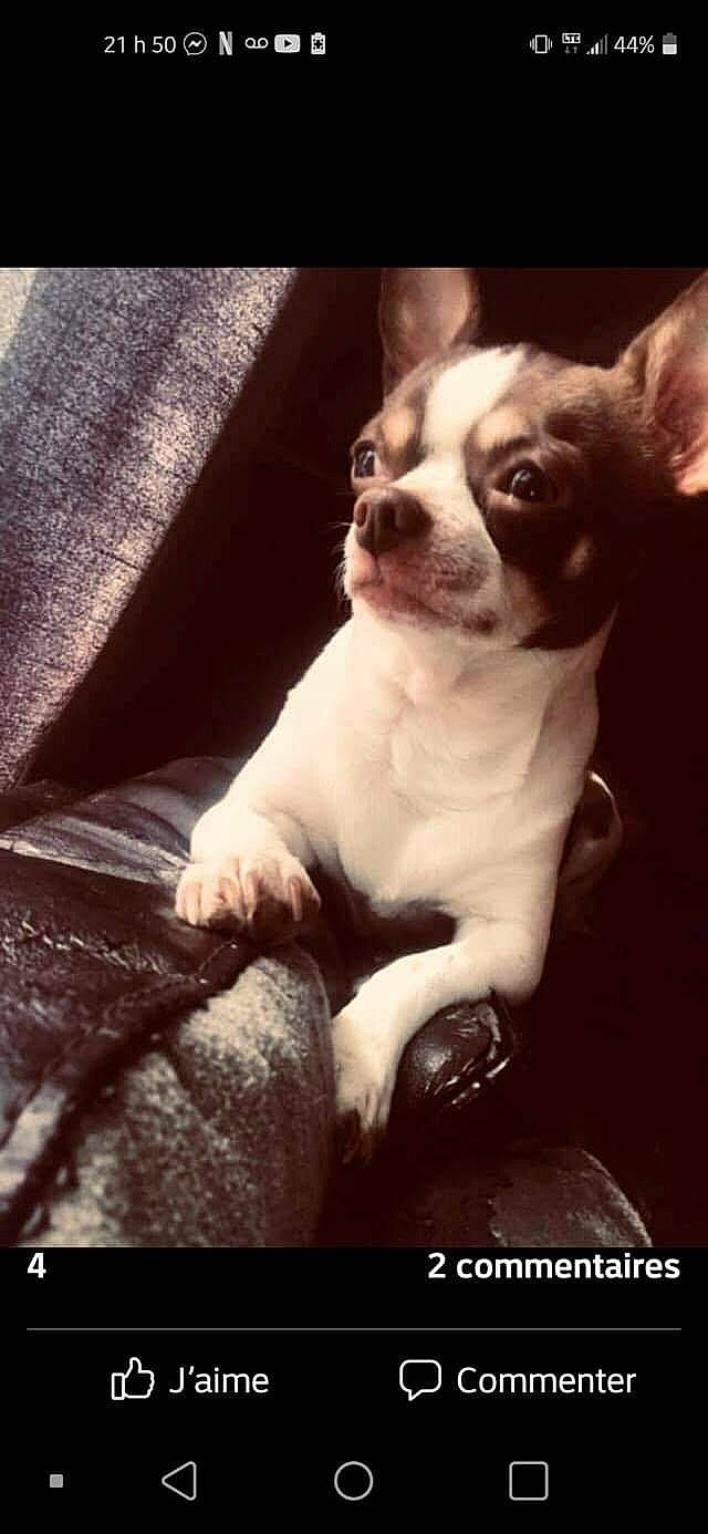 Chico participe au concours pour gagner de l'argent avec cette photo : boston_terrier, carnivore, comfort, companion_dog, darkness, dog, dog_breed, fawn, flash_photography, french_bulldog, fur, monochrome_photography, square, still_life_photography, stock_photography, tints_and_shades, toy_dog, whiskers, window, working_animal