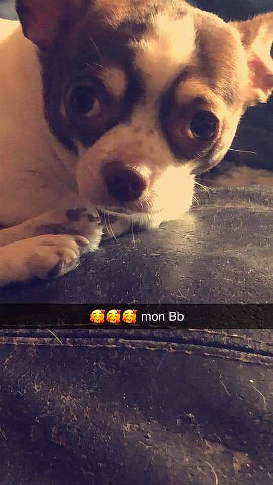 Chico a rejoint le concours — aidez-le/la à gagner de superbes lots ! canidae, carnivore, companion_dog, cool, darkness, dog, dog_breed, flash_photography, font, fur, light, love, paw, photo_caption, sky, snout, sporting_group, still_life_photography, toy_dog, whiskers