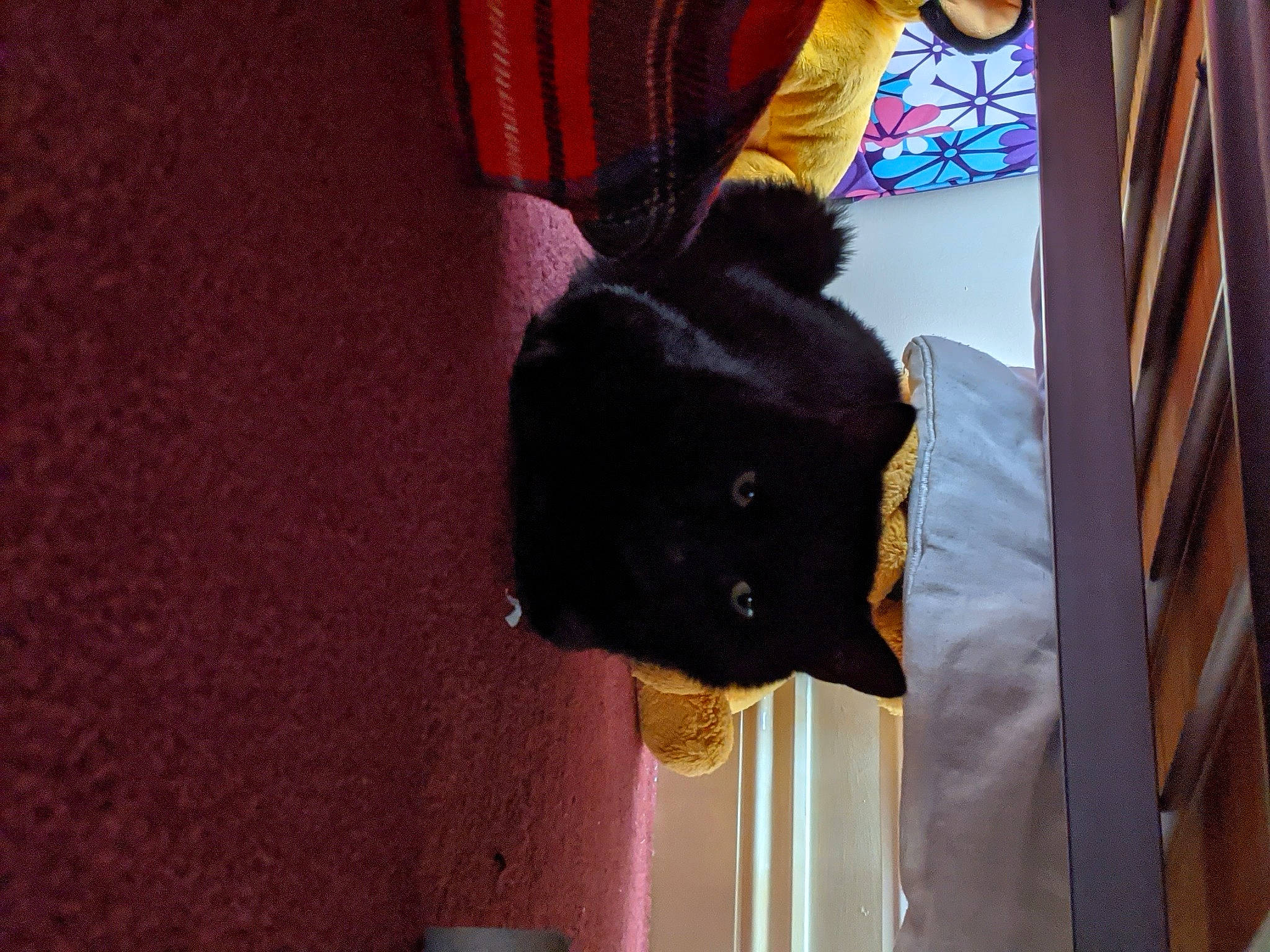 Dawson joined the competition — help win amazing prizes! black, black_cat, carnivore, cat, felidae, fur, small_to_medium_sized_cats, tail, textile