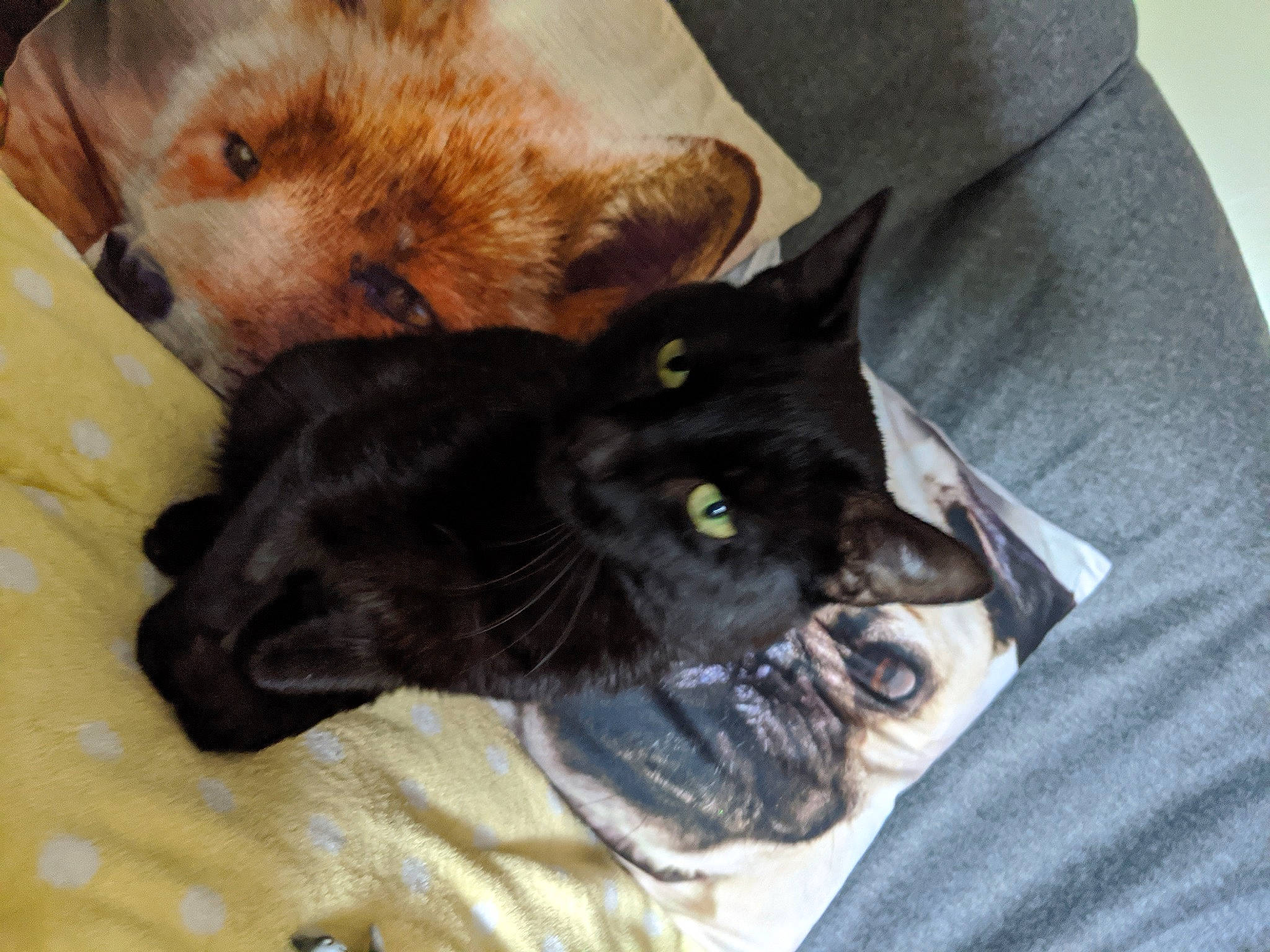 Dawson is registered to the contest to win money with this photo: black_cat, burmese, canidae, carnivore, cat, chartreux, dog_breed, domestic_short_haired_cat, ear, felidae, fur, german_rex, havana_brown, kitten, small_to_medium_sized_cats, snout, whiskers