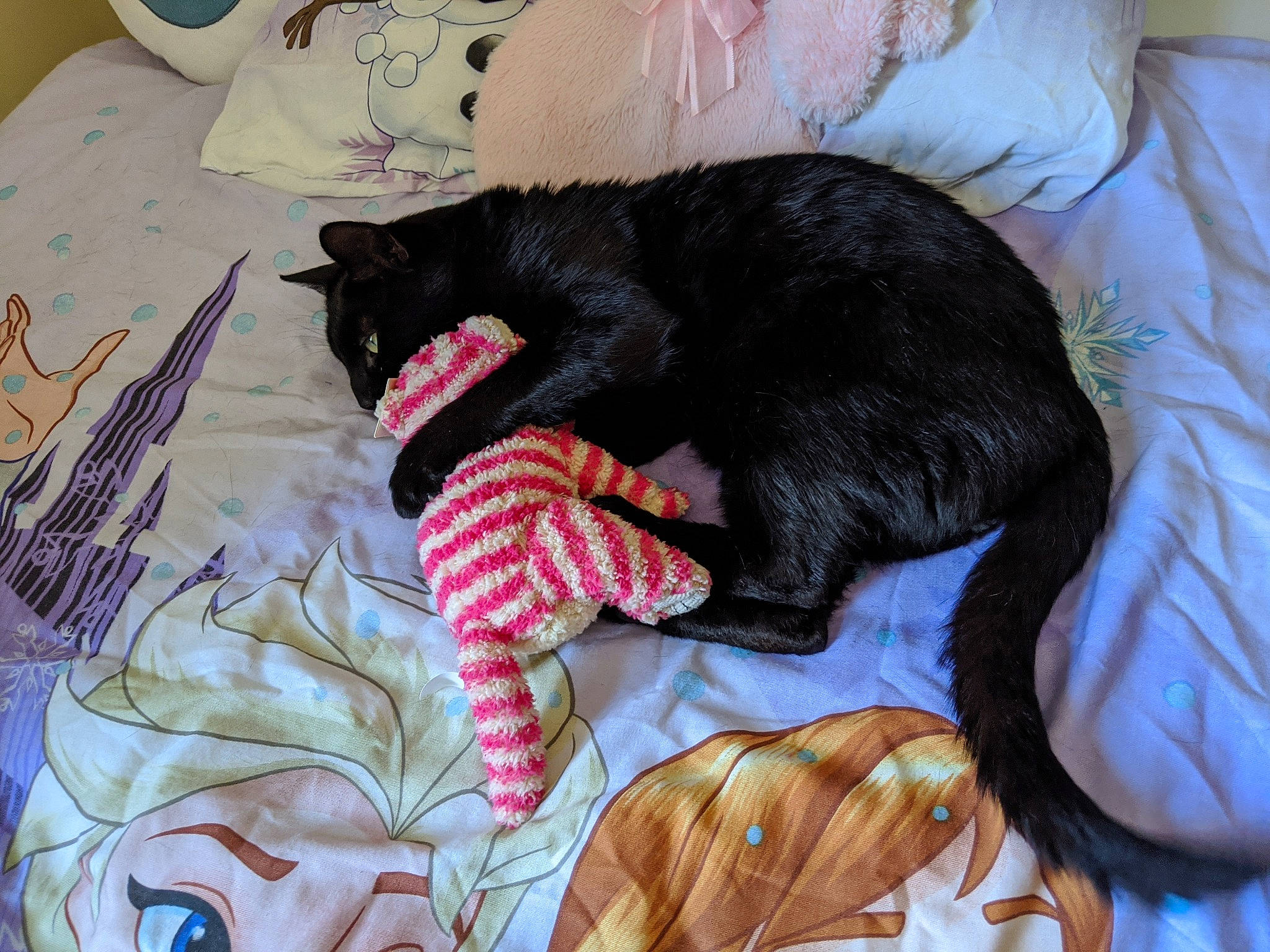 Dawson is registered to the contest to win money with this photo: asian, bed, bed_sheet, bedding, black_cat, carnivore, cat, claw, facial_expression, felidae, fur, kitten, linens, nap, quilt, sleep, small_to_medium_sized_cats, tail, textile, whiskers