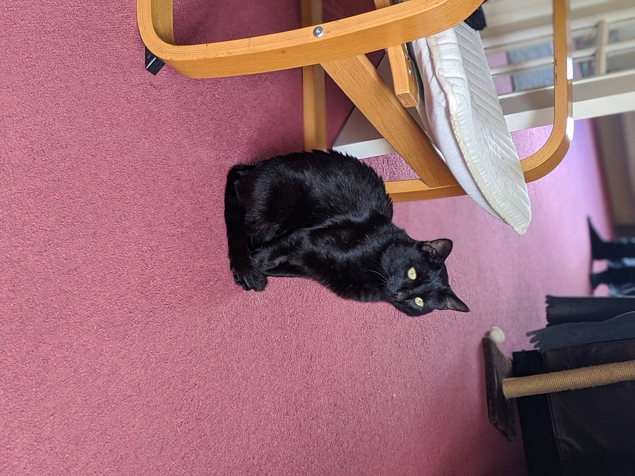 Dawson joined the competition — help win amazing prizes! asian, black_cat, bombay, carnivore, cat, domestic_short_haired_cat, felidae, room, small_to_medium_sized_cats, tail, whiskers