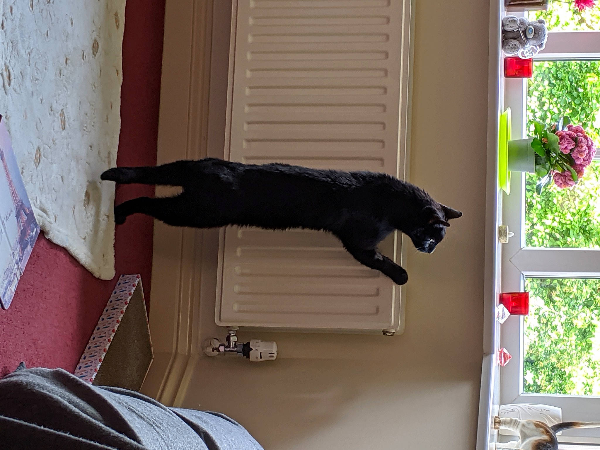 Dawson is registered to the contest to win money with this photo: black_cat, carnivore, cat, felidae, interior_design, sporting_group, tail, window