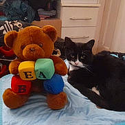Bear is registered to the contest to win money with this photo: cat, teddy_bear, plush, toy, alphabet_blocks, black_and_white_cat, blanket, indoor, furniture, drawer, door, soft_toy, resting, pet, animal, cozy, room, fabric, cute, relaxed
