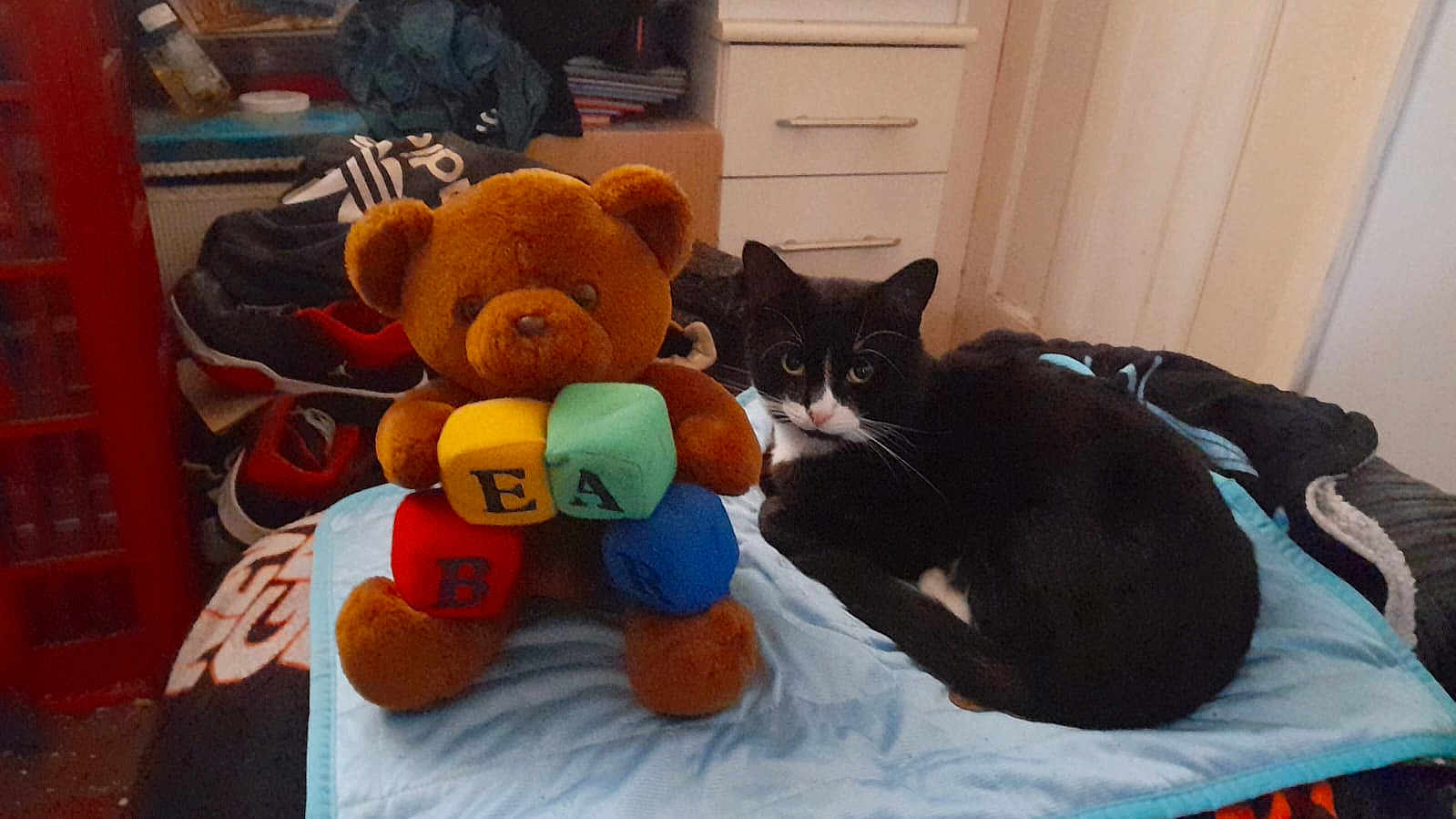 Bear