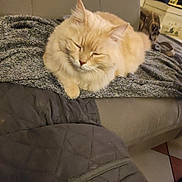 Knacki a rejoint le concours — aidez-le/la à gagner de superbes lots ! cat, fluffy, orange_cat, sleeping, blanket, couch, indoor, pet, cozy, relaxing, furniture, home, resting, fur, cute, animal, domestic, mammal, whiskers, nap