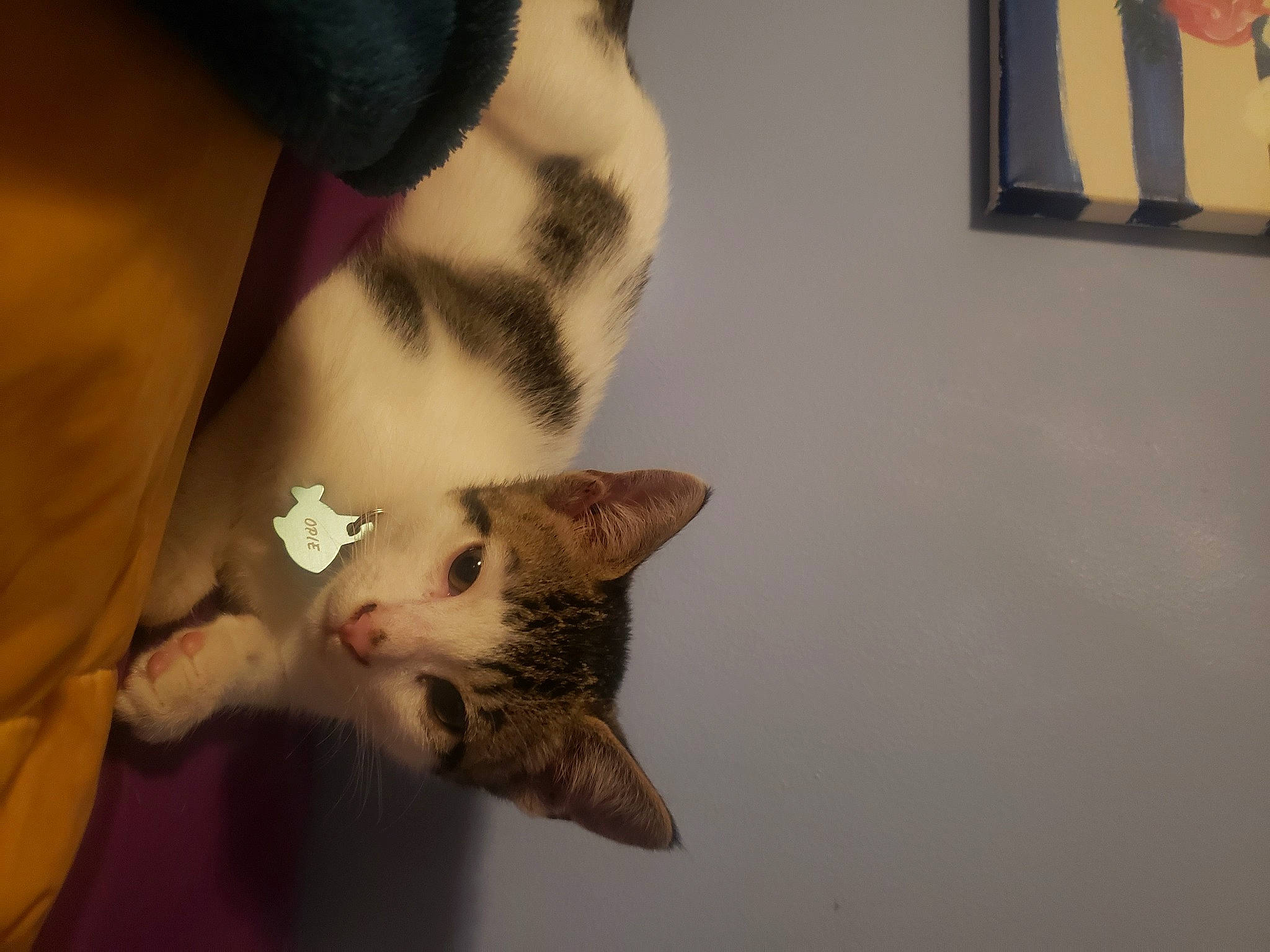 Opie joined the competition — help win amazing prizes! beard, carnivore, cat, comfort, domestic_short_haired_cat, eyelash, fawn, felidae, fur, gesture, human_leg, mammal, nail, paw, picture_frame, room, small_to_medium_sized_cats, snout, tail, whiskers