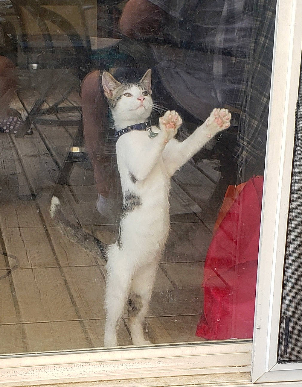 Opie is registered to the contest to win money with this photo: barechested, canidae, carnivore, cat, chest, claw, domestic_short_haired_cat, fawn, felidae, flesh, fur, metal, paw, photo_caption, small_to_medium_sized_cats, snout, tail, trunk, whiskers, wood