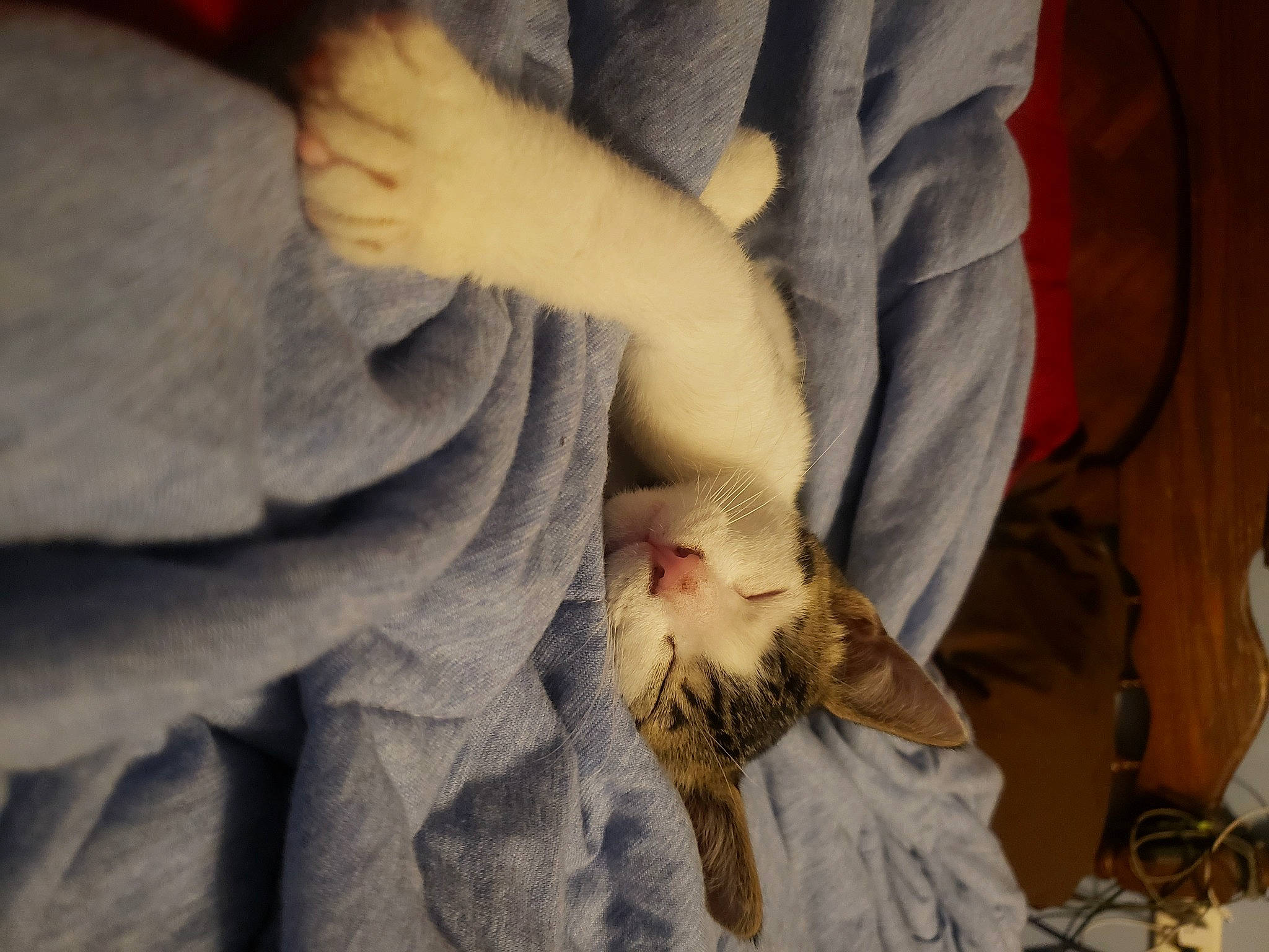 Opie is registered to the contest to win money with this photo: canidae, carnivore, cat, child, claw, comfort, domestic_short_haired_cat, felidae, fur, gesture, human_leg, linens, nail, nap, paw, small_to_medium_sized_cats, sporting_group, tail, whiskers, wool