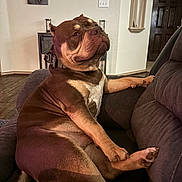 Doc joined the competition — help win amazing prizes! animal, brown_dog, bulldog, collar, couch, crossed_legs, dog, furniture, home, indoor, living_room, lounging, pet, photography, portrait, relaxed, serious_expression, short_hair, sitting, white_chest