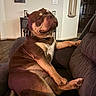 animal, brown_dog, bulldog, collar, couch, crossed_legs, dog, furniture, home, indoor, living_room, lounging, pet, photography, portrait, relaxed, serious_expression, short_hair, sitting, white_chest