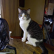 Buddy joined the competition — help win amazing prizes! cat, gray_and_white, sitting, table, indoor, fan, curtain, kitchen, domestic, furniture, clutter, pet, animal, tail, face, yellow_eyes, wood, appliance, household, window