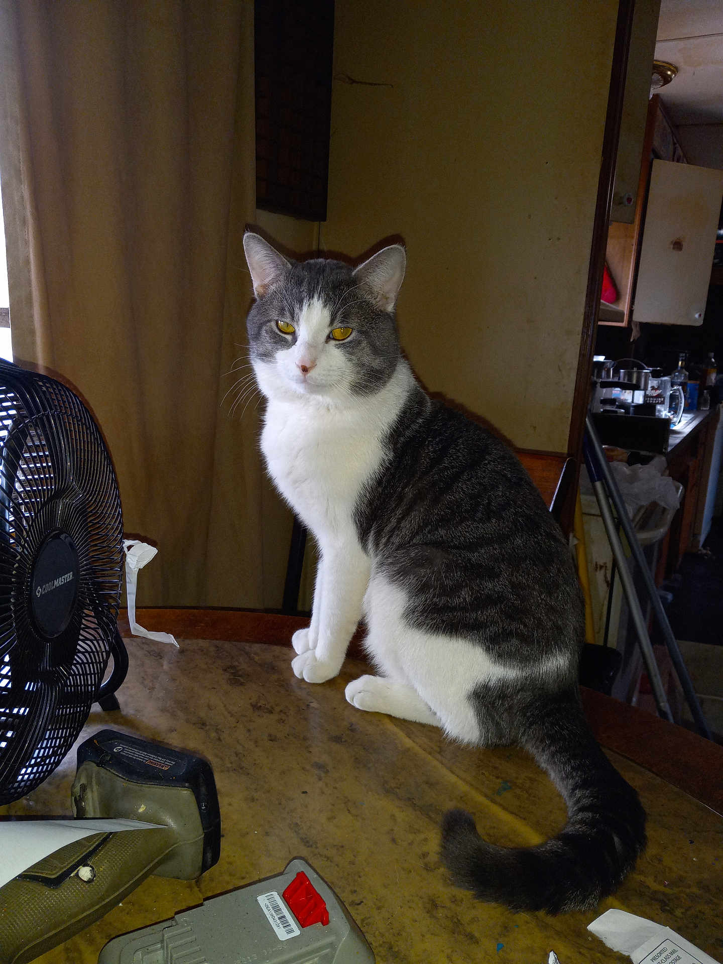 Buddy