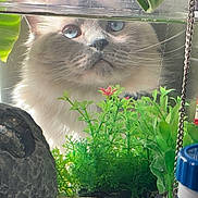 Milo joined the competition — help win amazing prizes! cat, blue_eyes, aquarium, glass, green_plants, rock, water_line, curious, fluffy, indoor, pet, close_up, decor, reflection, whiskers, feline, household_items, plant_life, background, mystery