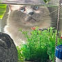 cat, blue_eyes, aquarium, glass, green_plants, rock, water_line, curious, fluffy, indoor, pet, close_up, decor, reflection, whiskers, feline, household_items, plant_life, background, mystery