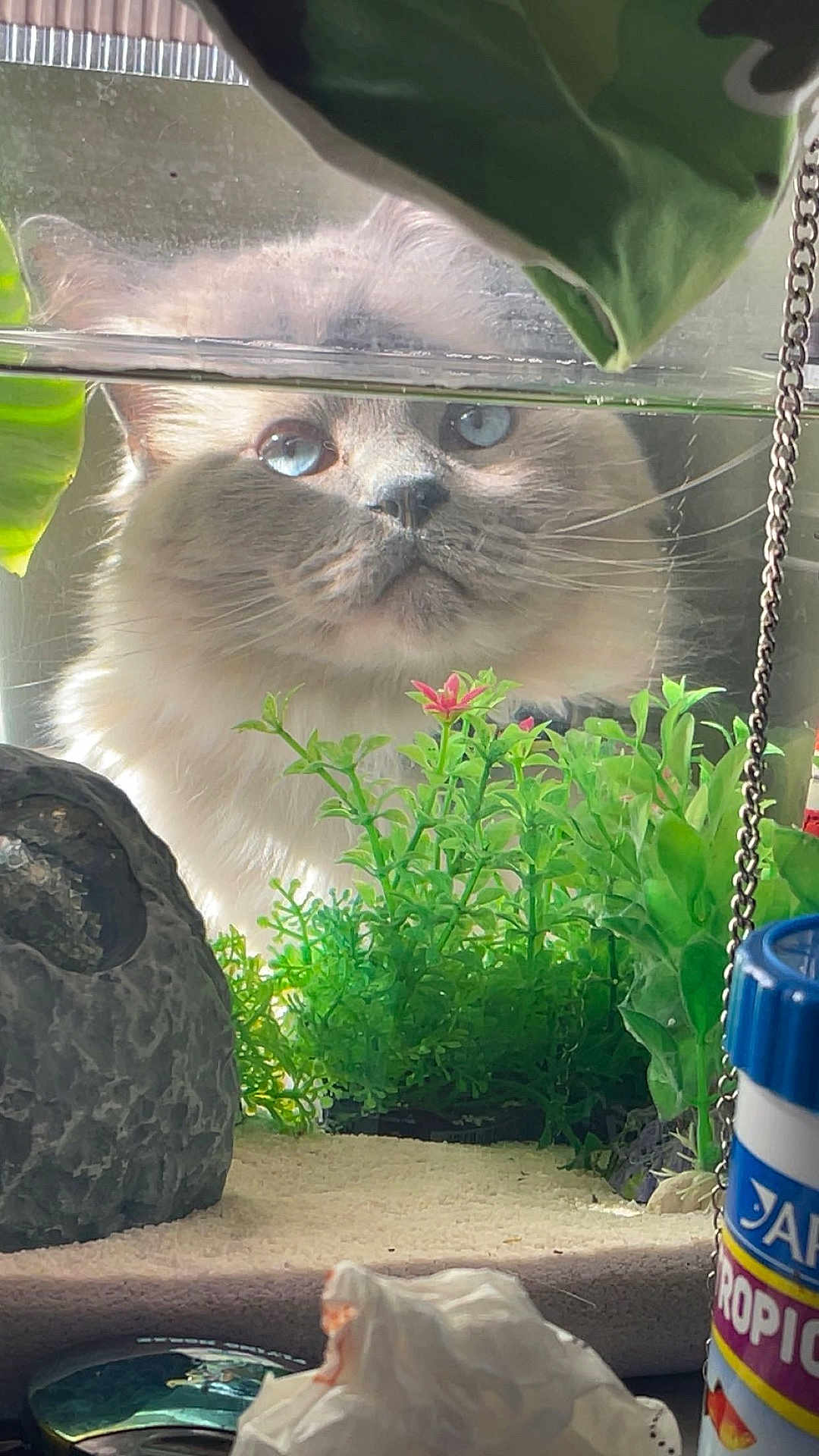 Milo joined the competition — help win amazing prizes! cat, blue_eyes, aquarium, glass, green_plants, rock, water_line, curious, fluffy, indoor, pet, close_up, decor, reflection, whiskers, feline, household_items, plant_life, background, mystery