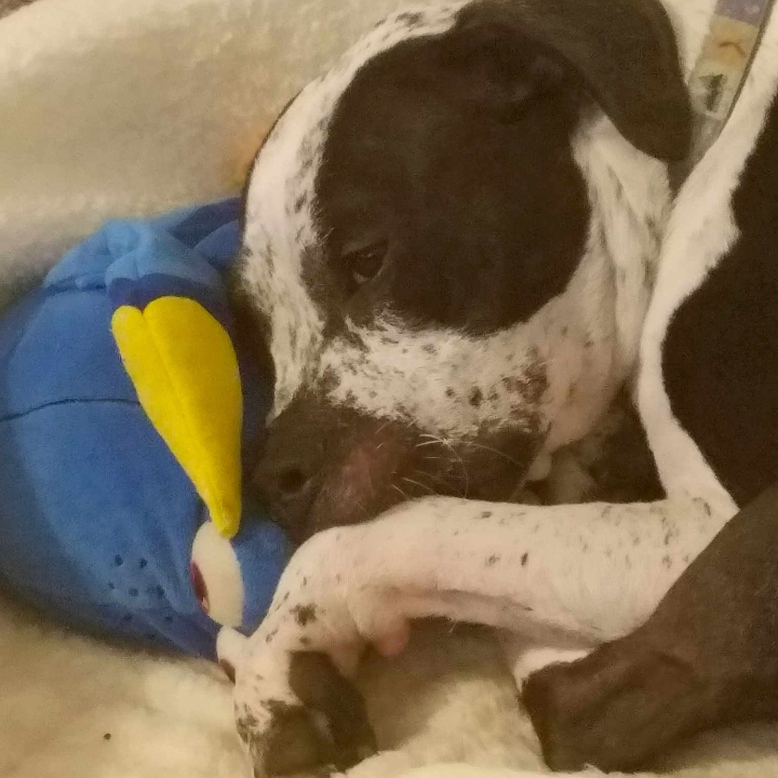 Jake joined the competition — help win amazing prizes! canidae, carnivore, dog, dog_breed, german_shorthaired_pointer, nap, non_sporting_group, pointer, sporting_group