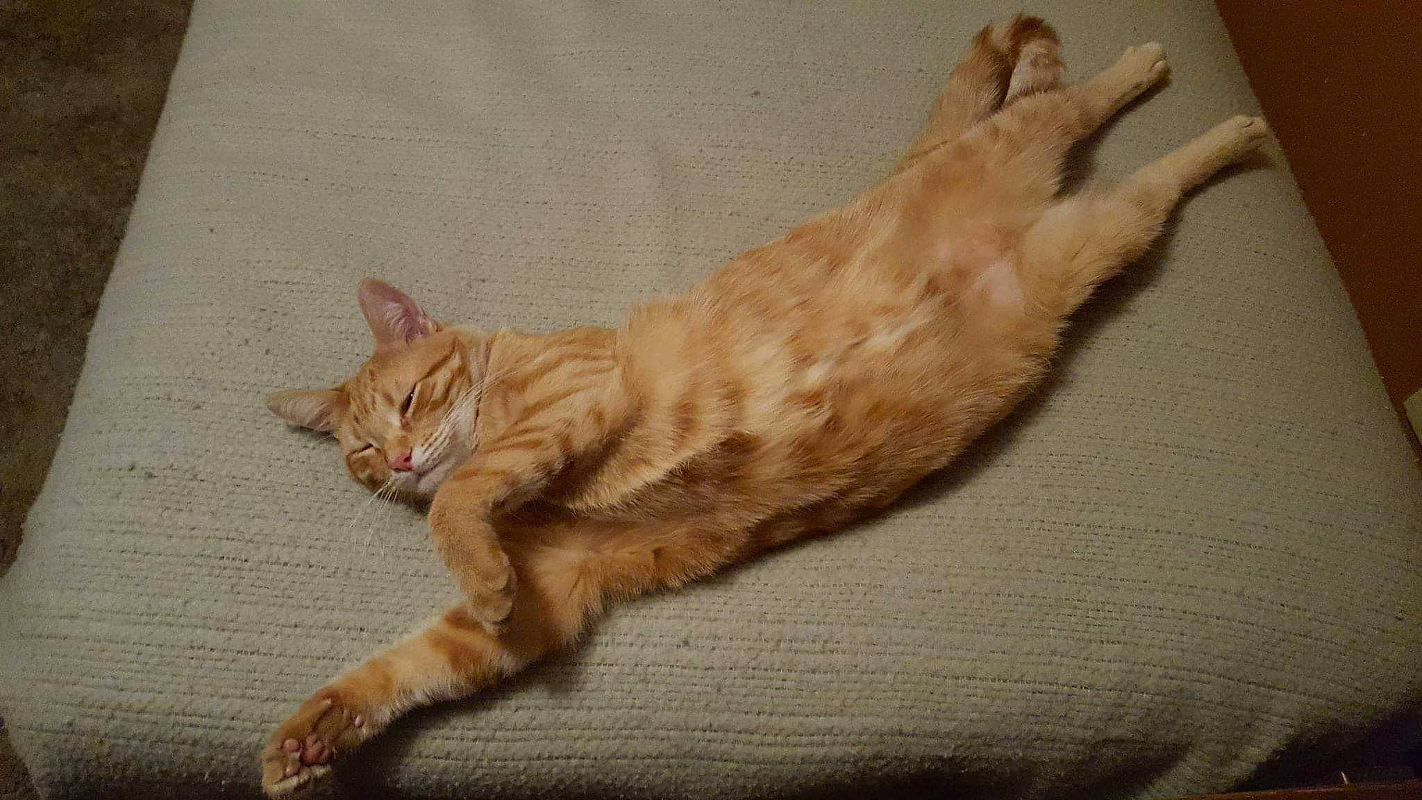 Happy is registered to the contest to win money with this photo: carnivore, cat, claw, comfort, domestic_short_haired_cat, eye, fawn, felidae, flooring, foot, fur, nap, paw, small_to_medium_sized_cats, snout, tail, terrestrial_animal, whiskers, wood