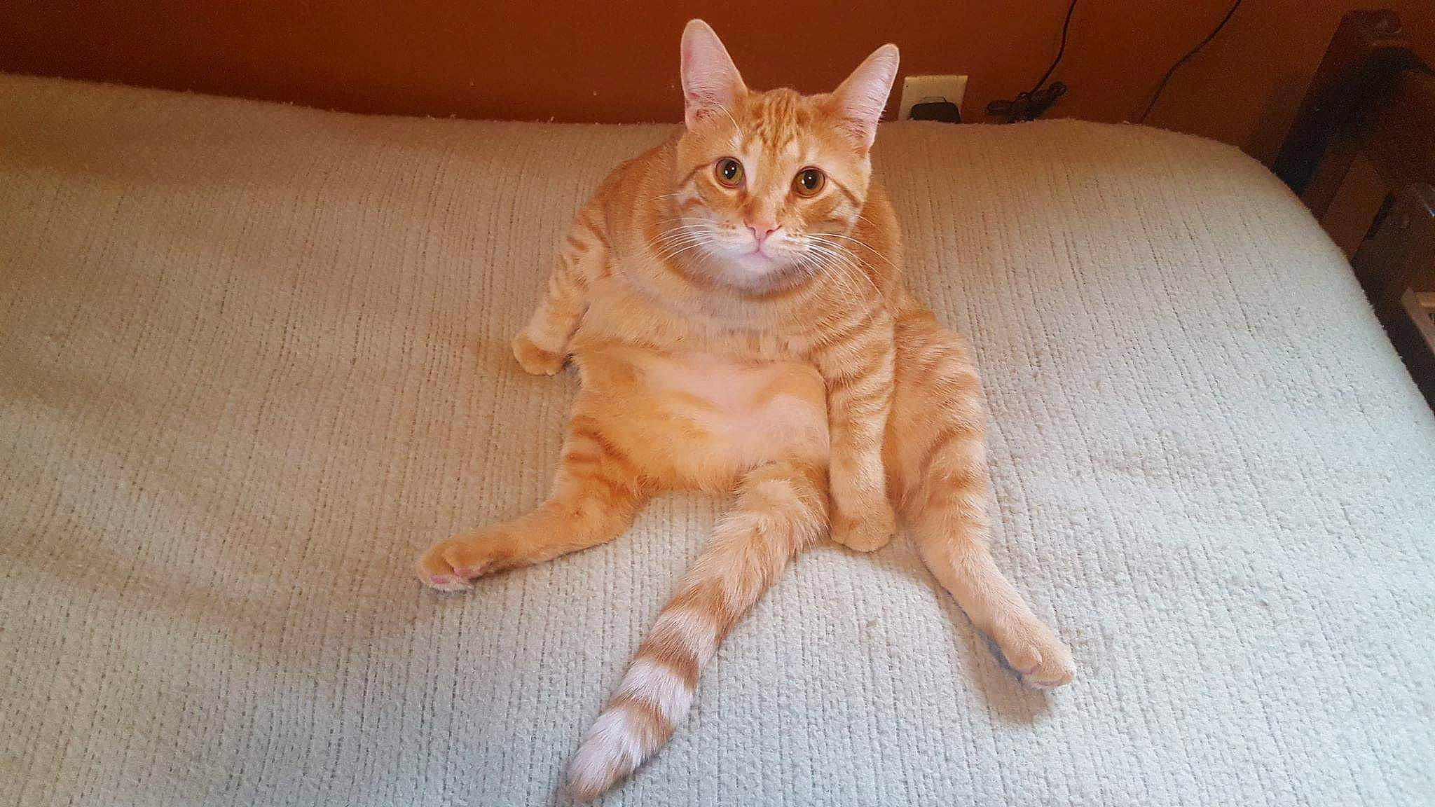 Happy is registered to the contest to win money with this photo: carnivore, cat, comfort, domestic_short_haired_cat, eye, fawn, felidae, flooring, fur, hardwood, head, paw, peach, sitting, small_to_medium_sized_cats, snout, tail, terrestrial_animal, whiskers, wood