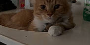 Rufus is registered to the contest to win money with this photo: animal, bathroom, cat, closeup, curious, cute, domestic, feline, fur, household, indoor, mirror, orange_cat, pet, resting, sink, soap_dispenser, towel, whiskers, white_paw