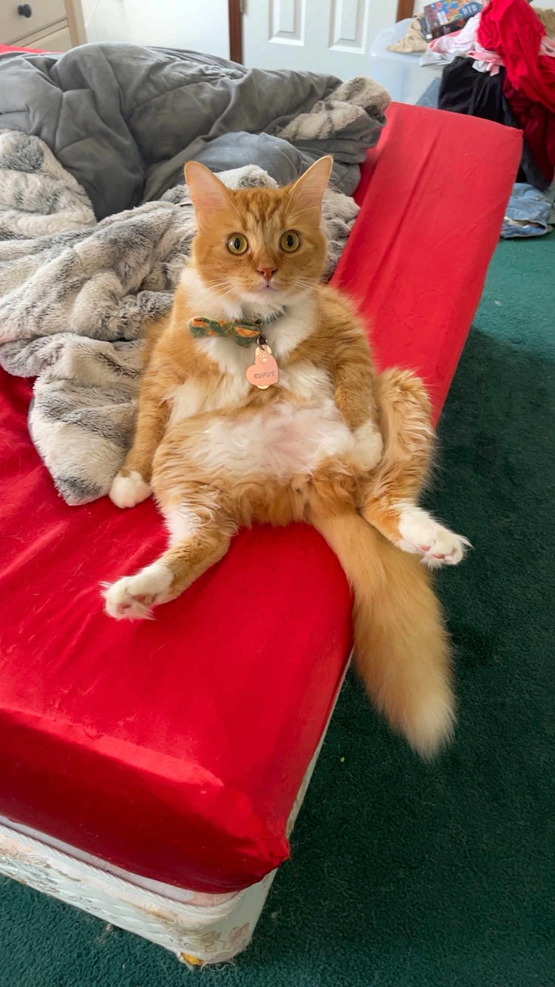 Rufus