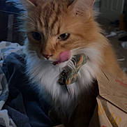 Rufus is registered to the contest to win money with this photo: animal, bedroom, blanket, cat, collar, cute, domestic, door, fast_food, fluffy, furniture, indoor, licking, mcdonalds, orange_cat, paper_bag, pet, resting, soft_light, window