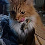animal, bedroom, blanket, cat, collar, cute, domestic, door, fast_food, fluffy, furniture, indoor, licking, mcdonalds, orange_cat, paper_bag, pet, resting, soft_light, window