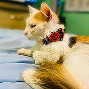 Callie joined the competition — help win amazing prizes! animal, bed, blanket, bow_tie, calico, cat, closeup, cute, domestic_animal, feline, fur, halloween, indoor, pet, profile, pumpkin, relaxed, resting, soft, whiskers